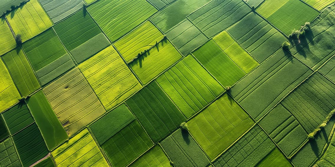 Aerial view of green fields